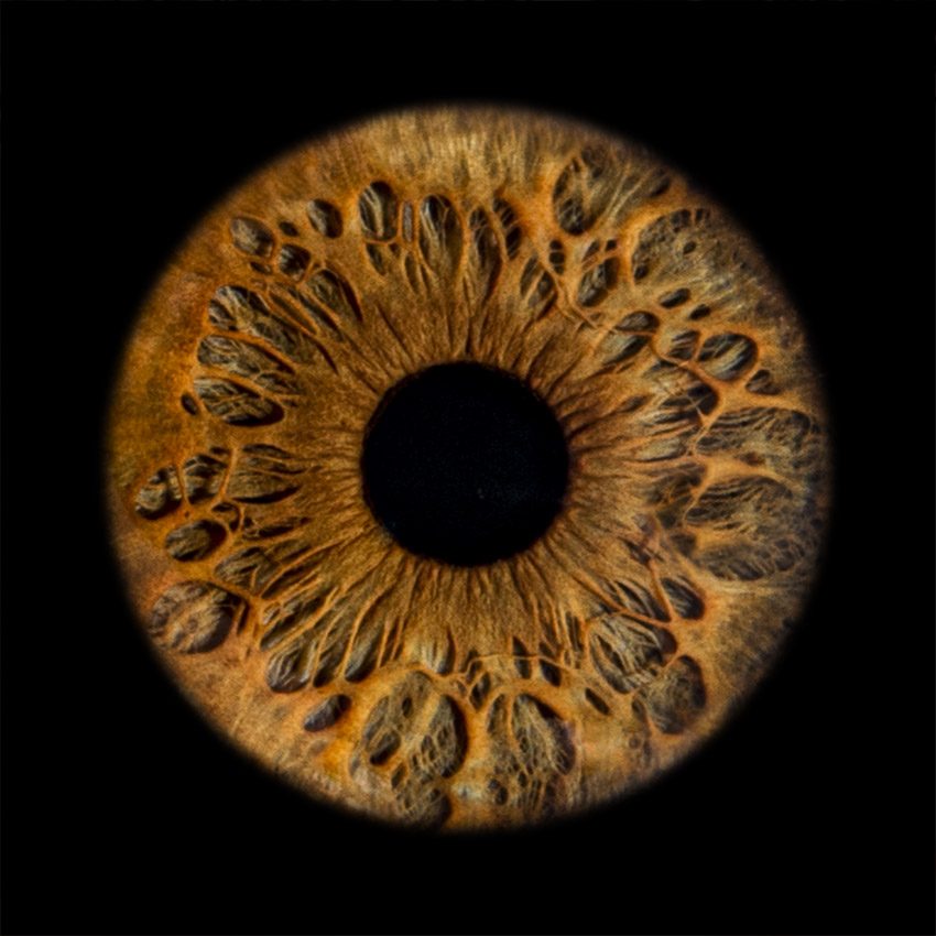 Umjetnička fotografija zlatno-smeđe šarenice — IrisFotoArt